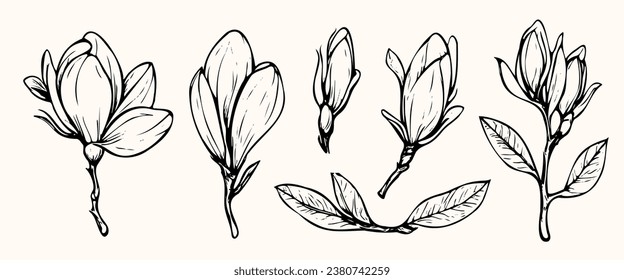 Set of handmade cotton flowers. Flower buds vector illustration. Botanical illustration for floral background. Design element for postcard, poster, cover, invitation. no AI created