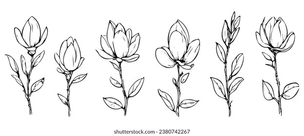 Set of handmade cotton flowers. Vector hand drawn cotton flower on a white background. Design element for postcard, poster, cover, invitation. no AI created