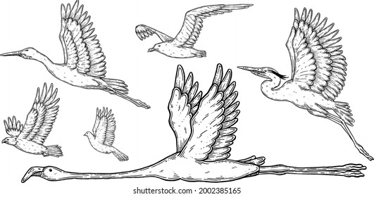 Set of handmade graphics of vector birds.
