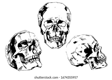 Set of Hand-painted Human skulls vector illustration at ink style