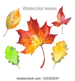 Set of hand-painted in watercolor and brush on paper - beautiful red and yellow autumn leaves - vector illustration