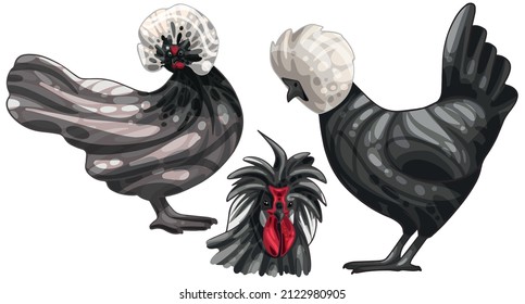 Set of han-drawn chickens. The breeds of White crested black polish