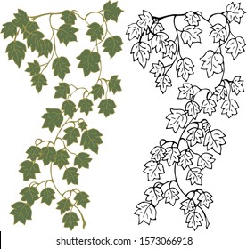 Set. Hanging branches of ivy on a white background, in color and in outline. Vector illustration.