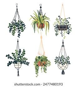 Set of hanging trailing macrame house plant pot. Home interior flowerpots. Indoor various macrame houseplants. Home office garden hanging plants. Vector illustration in flat style