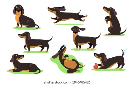 Set of happy cartoon dachshund dog flat vector illustration. Graphic dog of dachshund breed in action and different poses. Animal, pet, dog concept for apps, advertising, web or banner design