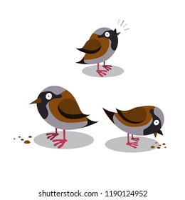 Set of happy cute sparrows which tweeting and pecking grain