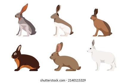 Set of hares, rabbits in cartoon style. Vector illustration of herbivorous animals isolated on white background. Types of hares in the picture black-tailed, white-sided, silver-brown, sandstone hare.