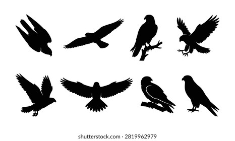 Set of hawk bird silhouettes in various flying and perching action poses isolated