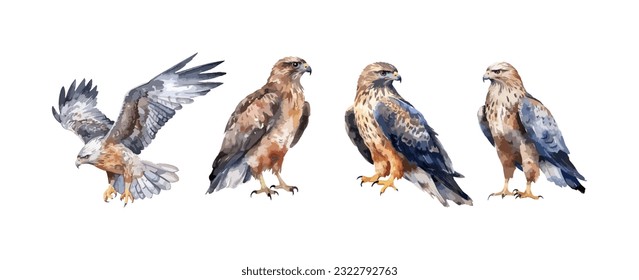 Set of hawk birds watercolor isolated on white background. Vector illustration