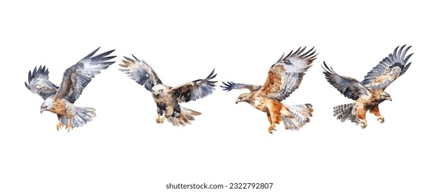 Set of hawk birds watercolor isolated on white background. Vector illustration