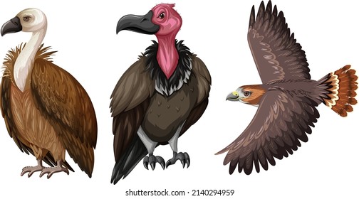 Set of hawk or vulture in cartoon style illustration