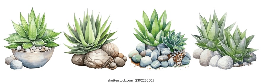 Set of Haworthia Watercolor Illustration