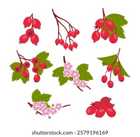 Set of hawthorn berry collection kit with branches and red round small pome fruit and green leaves, isolated on white background, flat vector illustration.