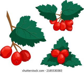 Set of hawthorn branches with berries