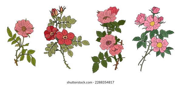 Set of Hawthorn May birth month flower vector. 