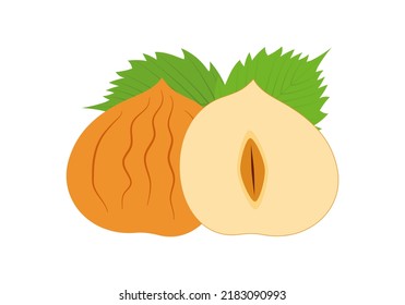 Set of hazelnut elements with leaves  vector illustration. Flat style 
