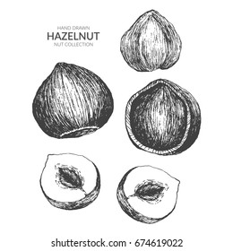 Set of hazelnut. Hand drawn vintage black and white illustration. Nut vector collection.