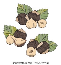 Set of hazelnuts, color compositions with kernels, shells and leaves. For packaging or labeling of snacks and hazelnut bars
