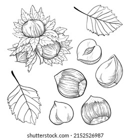 Set of hazelnuts, kernels, shells and leaves. For packaging or labels snacks and bars with hazelnut