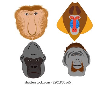 Set of head monkey spesies proboscis monkey baboon gorilla and orang utan 