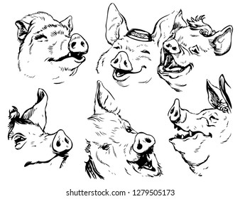 Set heads of pigs clipart. In different angles wild boars. Drawing in realistic technique.