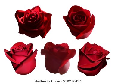 set of heads from red roses. five types of buds from different angles