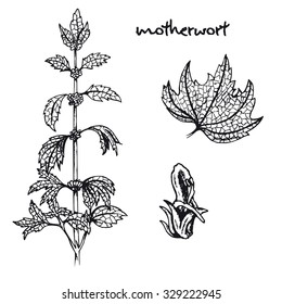 Set of healing herbs. Black and white motherwort vector isolated. Hand drawn motherwort medicinal plant. Hand drawn illustration for print, decoration, image, design, label, wrapping
