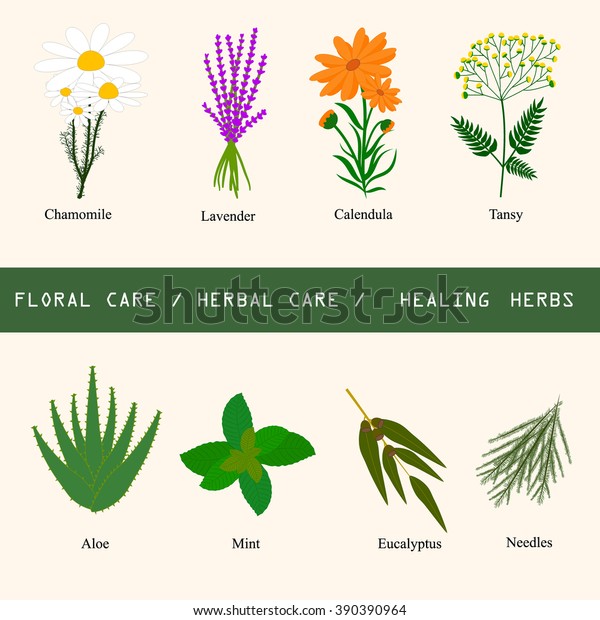 Set Healing Herbs Floral Care Herbal Stock Vector Royalty Free