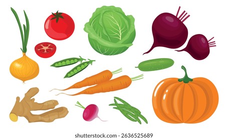 Set healthy vegetables in cartoon style. Vector illustration of delicious products: onion, tomato, pea, cabbage, beet, cucumber, carrot, ginger root, radish, pumpkin isolated on white background.