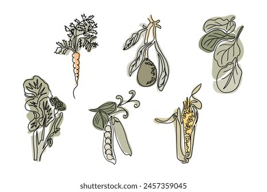 Set of healthy vegetables line art drawing in boho style. Botanical outline retro drawing. Contour line outline composition isolated on white background. Good for printout