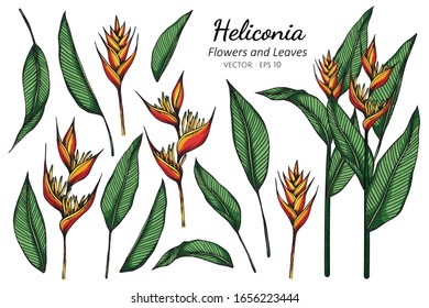 Set of Heliconia flower and leaf drawing illustration with line art on white backgrounds.