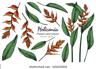 Set of Heliconia flower and leaf drawing illustration with line art on white backgrounds.