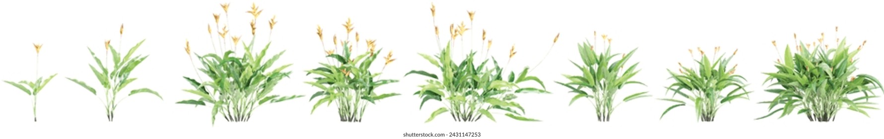 Set of Heliconia Psittacorum flower plants, isolated on transparent background. 3D render