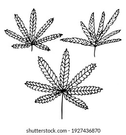 Set of hemp, leaves, vector illustration, hand drawing, sketch