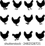 Set of hen silhouette, chicken silhouettes, Set of rooster and hen silhouettes