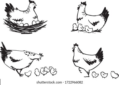 Set of hens with chicks and hen sitting on eggs, vector line art. 