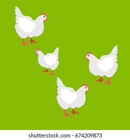 Set of hens vector illustration isolated on green. Domestic fowl chicken in flat design. Logo design for fresh poultry production