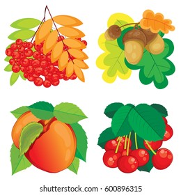 A set of herbal compositions. Vector