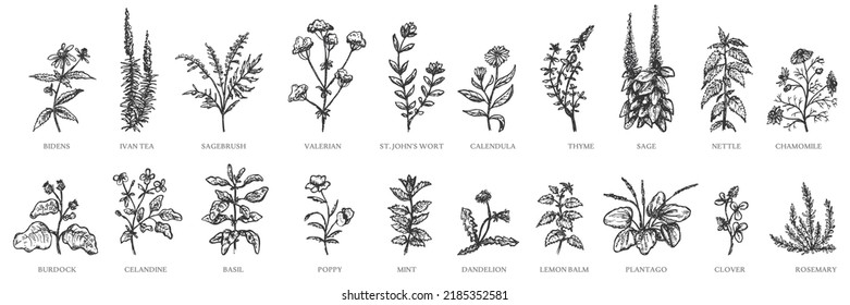 Conjunto de plantas a base de hierbas. Plantago, valeriano, hierba, sagebrush, trébol, caléndula, romero, amapola, té Iván, camomila, tomillo, celandina, fécula, ortiga, león, menta, bálsamo de limón, salvia, albahaca, bidones.