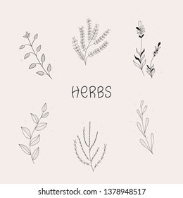 Set of herbal plants with the "herbs" word.