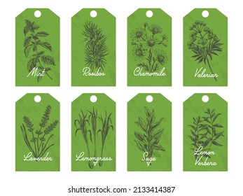 Set of herbal tea tags, vector hand drawn Illustration. Vintage sketch elements collection for labels, packaging and cards design. Modern background.