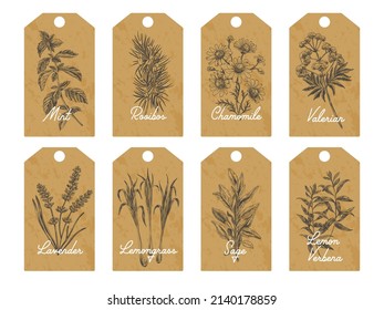 Set of herbal tea tags, vector hand drawn Illustration. Vintage sketch elements collection for labels, packaging and cards design. Modern background.