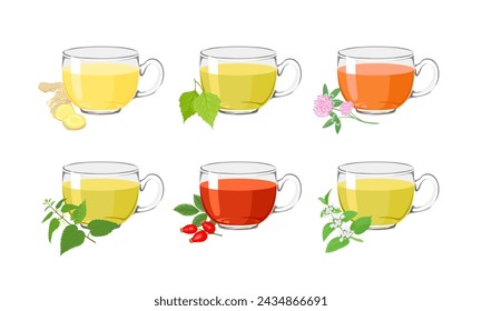 Set of herbal teas in glass cups. Vector cartoon illustration of ginger, birch leaf, nettle, lemon balm, clover and rosehip drink.