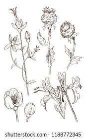 Set of herbal and wild plants, berry and branches. Vintage botanical engraved illustration. Vector hand drawn natural elements. Sketch style.