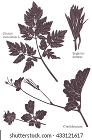 Set Herbarium of grass leaf. Isolated on white vector illustration
