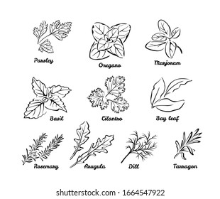 Set of herbs. Black and white vector illustration isolated. Outline leaves of Parsley, Oregano, Marjoram, Cilantro, Bay leaf, Dill, Basil, Rosemary, Tarragon, Arugula. Vector cartoon illustration. 