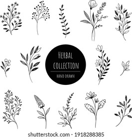 Set of herbs and branches hand drawn graphic decorative style on isolated background 