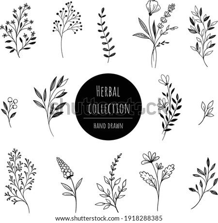 Set of herbs and branches hand drawn graphic decorative style on isolated background 