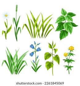 Set of herbs and cereal grass. Herbs and cereal grass. Floral collection with meadow plants.
