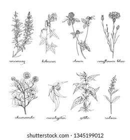 Set of herbs. Collection hand drawn medical, botanical and healing isolated plants